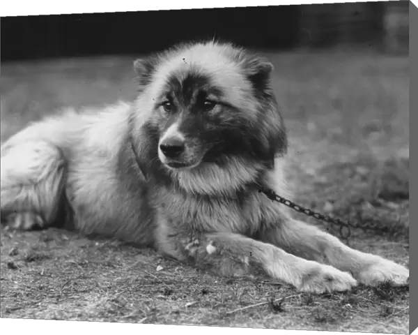 Dog Chosen For Sir Ernest Shackletons Trans-Antarctic Expedition