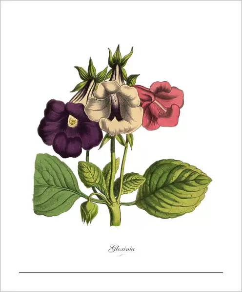 Gloxinia Plant, Victorian Botanical Illustration