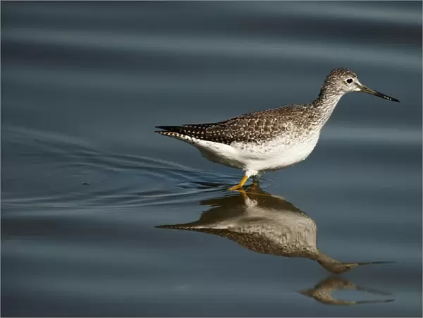 Greater yellowlegs and reflection