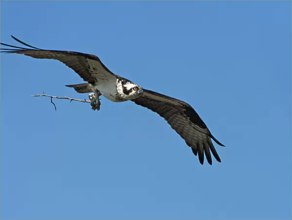 Osprey in flight with nesting material