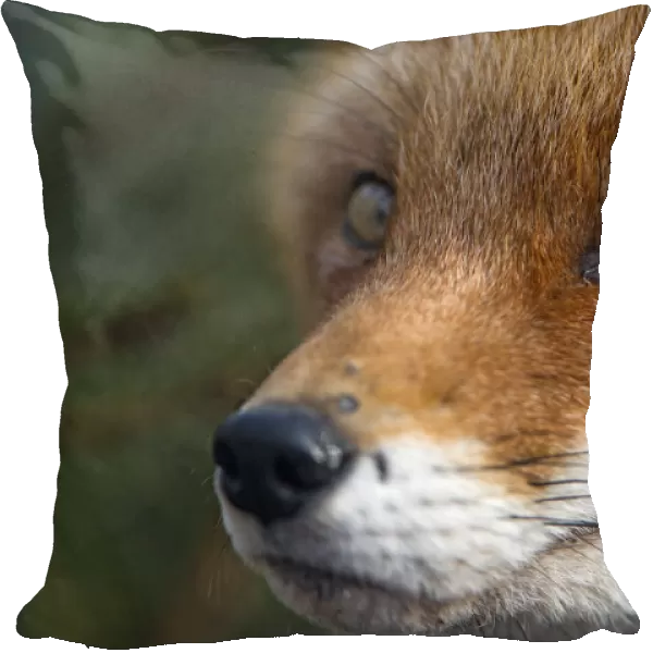 Close portrait of a red fox
