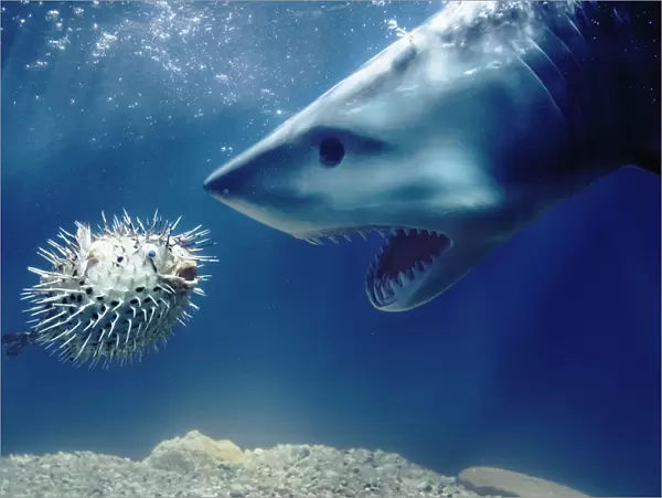Shark Confronts Puffer Fish