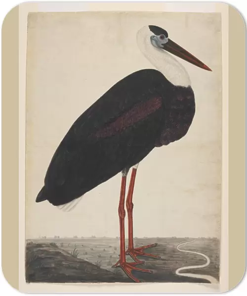 Black Stork in a Landscape ca. 1780