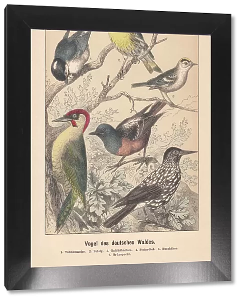 Birds of the German forest, hand-colored lithograph, published in 1892