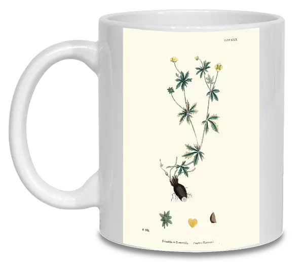 Botany, Potentilla erecta, common tormentil, Flower, plant, botanical print