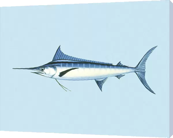 Swordfish. http: /  / csaimages.com / images / istockprofile / csa_vector_dsp.jpg