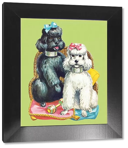 Poodles. http: /  / csaimages.com / images / istockprofile / csa_vector_dsp.jpg