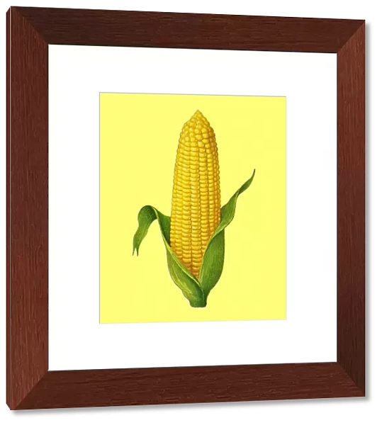 Peeled corn against a yellow colored background