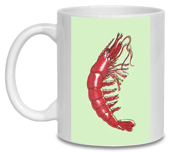 Shrimp. http: /  / csaimages.com / images / istockprofile / csa_vector_dsp.jpg
