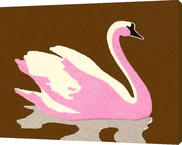Pink Swan. http: /  / csaimages.com / images / istockprofile / csa_vector_dsp.jpg