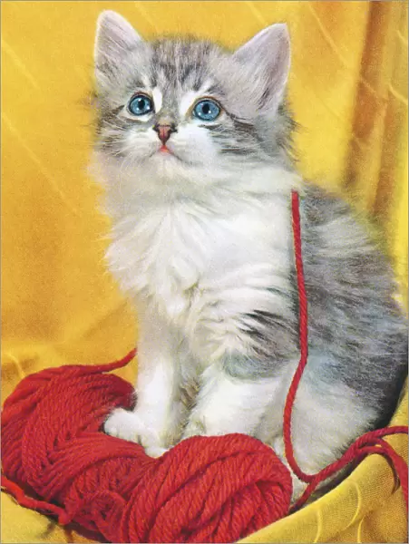 Grey Kitten With Yarn