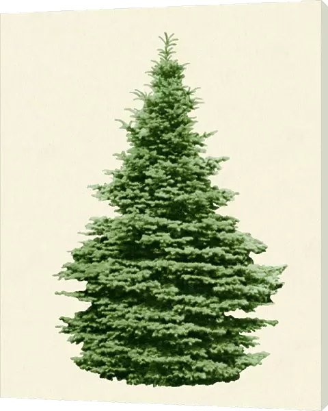 Evergreen green tree isolated on a beige background