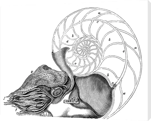 Antique sea animals engraving illustration: Pearly Nautilus