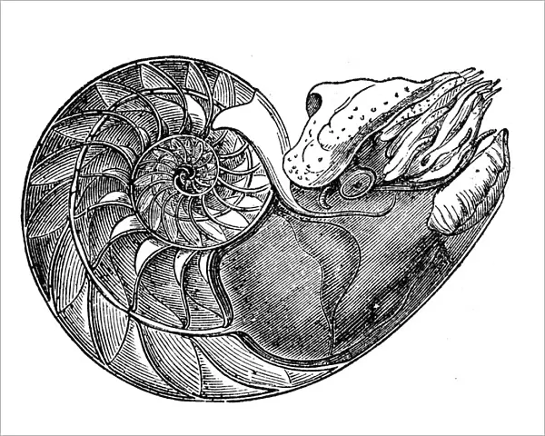 Antique illustration of Nautilus pompilius