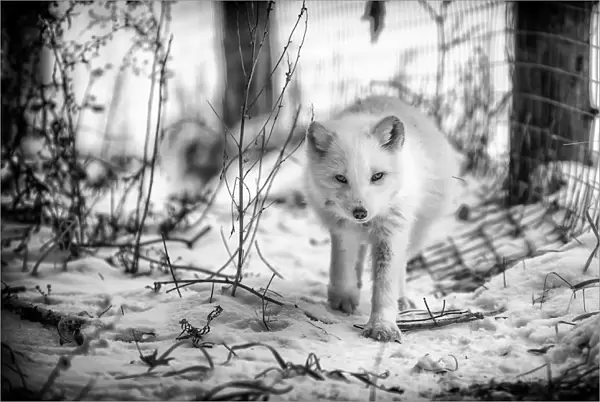 Artic fox. Captured this white arctic fox walking along a fence line in