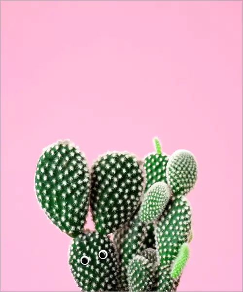 Cactus plant with google eyes