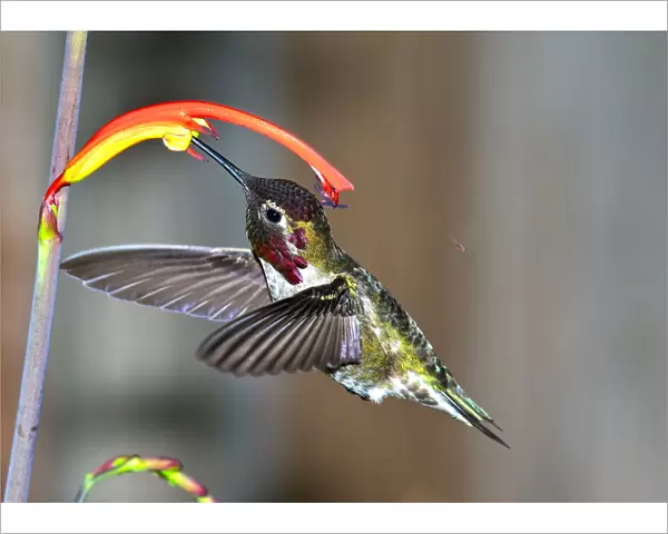 Annas Hummingbird role in ecosystems