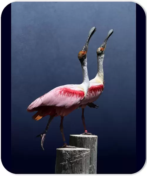 Two Spoonbills Posing Together on Wood Posts