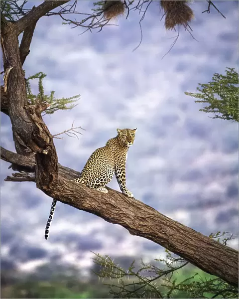 Amazing Close Up of Leopard in Tree Against Blue Background at Samburu, Kenya