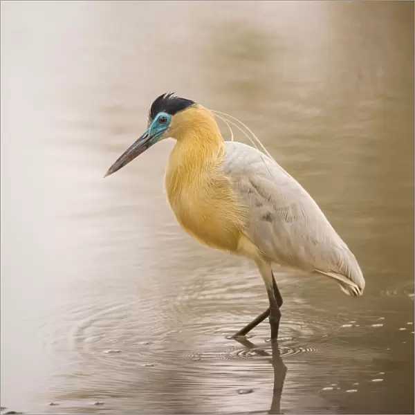 Whistling Heron (Syrigma sibilatrix), Pantanal