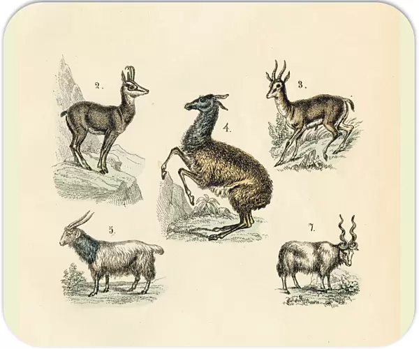 Llama, goat, gazelle, sheep engraving 1872