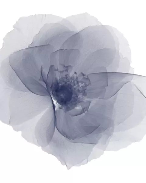 Gardenia head from above, X-ray