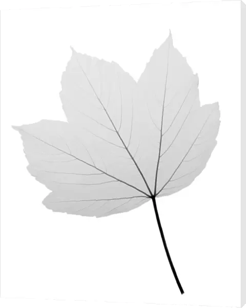 Maple (Acer sp. ), X-ray