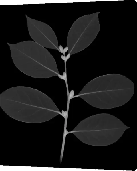 Camellia, X-ray