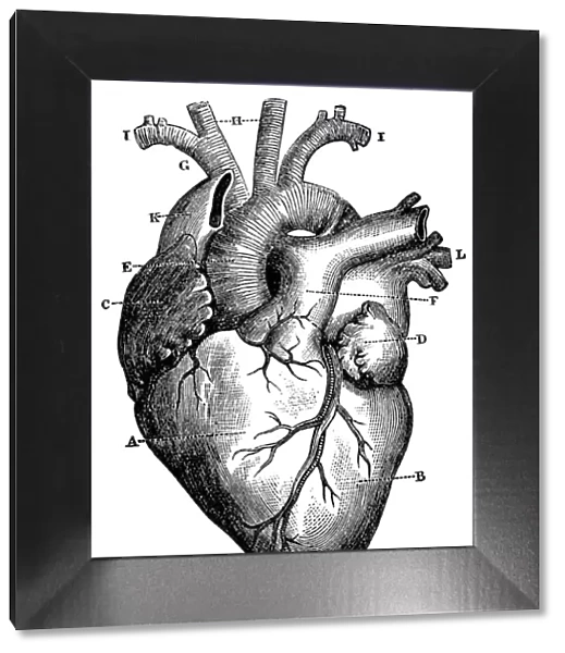 XXXL Very Detailed Human Heart
