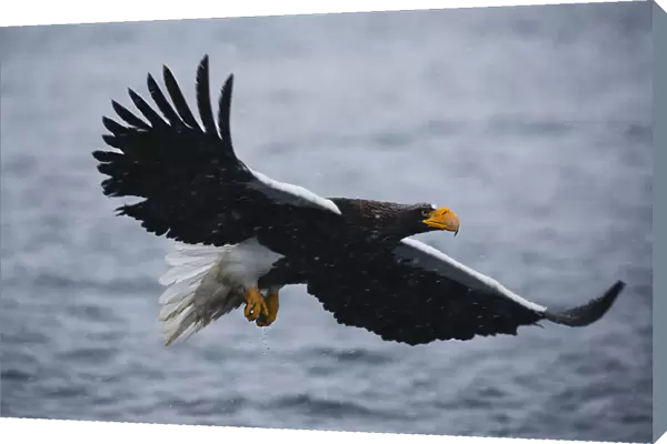A Stellers sea eaglein flight during a snow storm