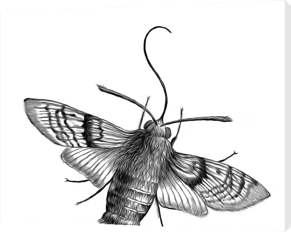 Old engraved illustration of Hummingbird hawk-moth (Macroglossum stellatarum)
