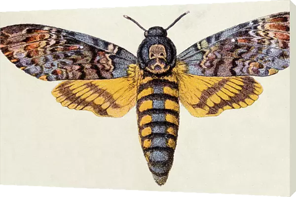 Death s-head Hawk moth (Acherontia atropos), insect animals antique illustration