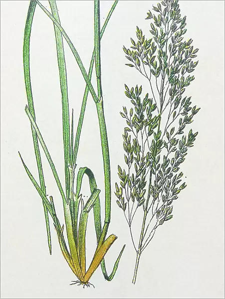 Antique botany illustration: Tufted Hair Grass, Deschampsia caespitosa