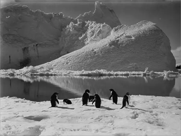 Adelie penguins and an iceberg. January 7th 1911