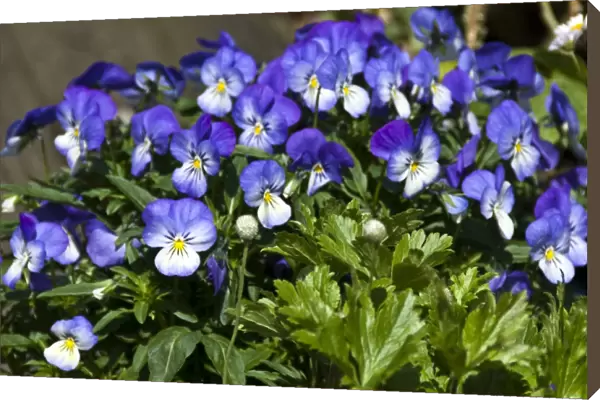 Small pansies in container pot credit: Marie-Louise Avery  /  thePictureKitchen  /  TopFoto