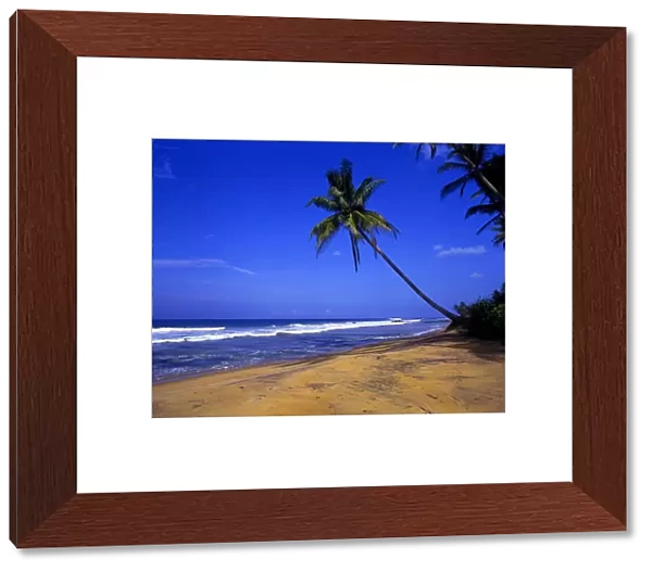 Tropical beauty. Sri Lanka. Beach to the north of Galle