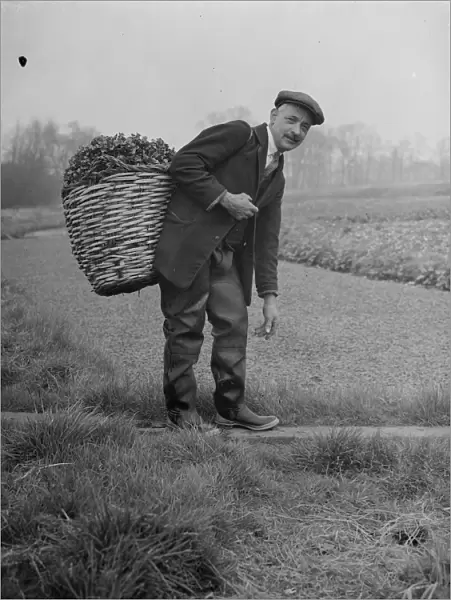 Watercress beds in Footscray cared for Mr Johnstone seen here with a basket load