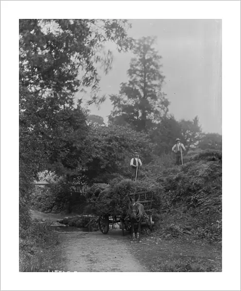 Hay wagon, Little Canaan, Kenwyn, Truro, Cornwall. Early 1900s
