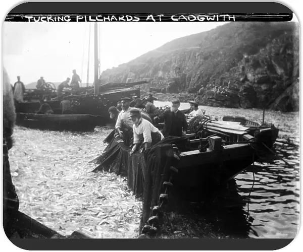 Tucking Pilchards at Cadgwith, Cornwall. Late 1800s