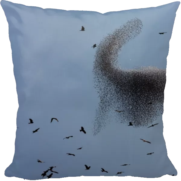 Black Kites Fly as Murmuration of Starlings Perform