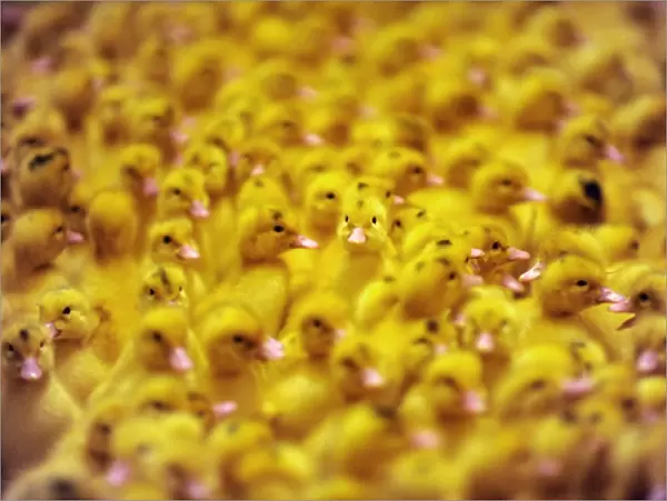 France-Agriculture-Farming-Ducklings