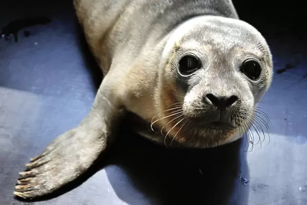 France-Animal-Seal