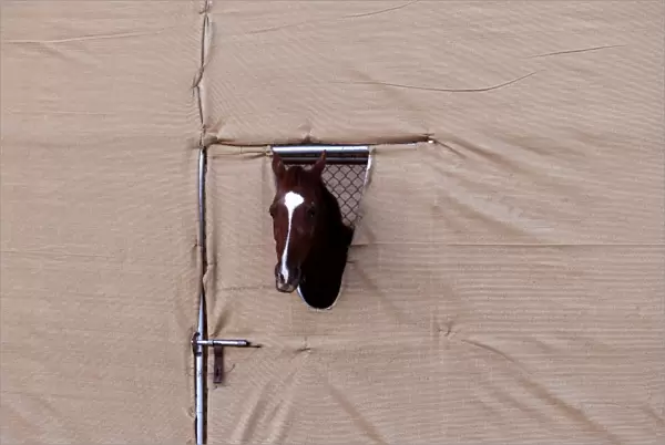 Arabian Horse in a Pen during a Falconry Festival