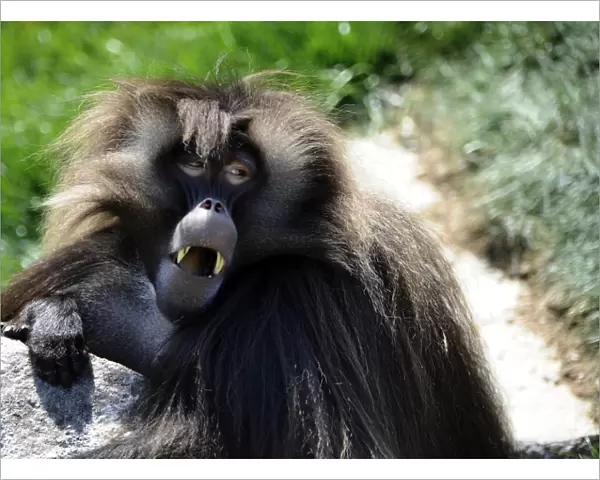 France-Zoo-Animal-Gelada Baboon