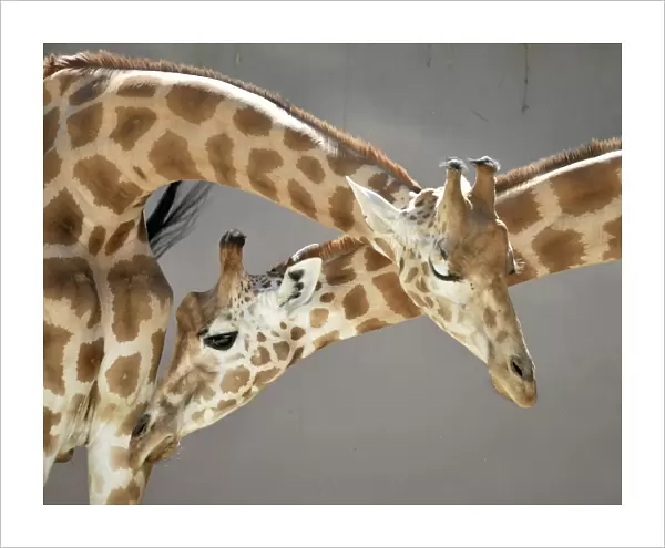 France-Animals-Zoo-Giraffe