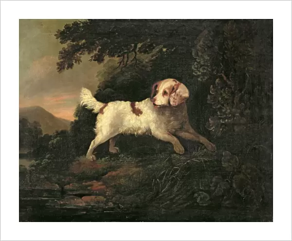 Study of Clumber Spaniel in Wooded River Landscape