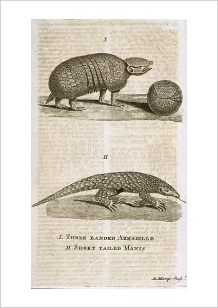 Three Banded Armadillo and Short Tailed Manis, from The Gentlemans Magazine