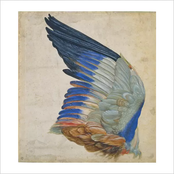 Wing of a Blue Roller, copy of an original by Albrecht Durer of 1512 (w  /  c on paper)