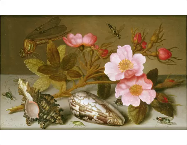 Still life depicting flowers, shells and a dragonfly (oil on copper) (for pair see