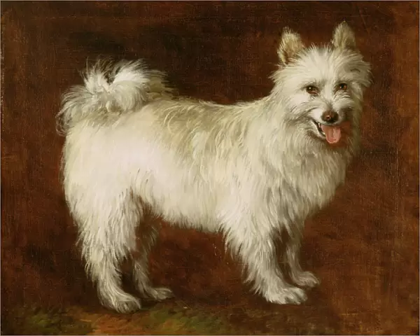 Spitz Dog, c. 1760-70 (oil on canvas)